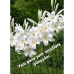 Ceylaninmutfagi